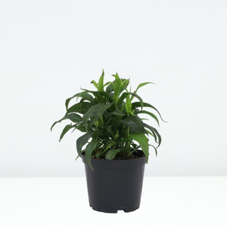 Astra shrubby Apollo, pot C2, 1 pc, summer 2024-1