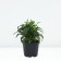 Astra shrubby Apollo, pot C2, 1 pc, summer 2024