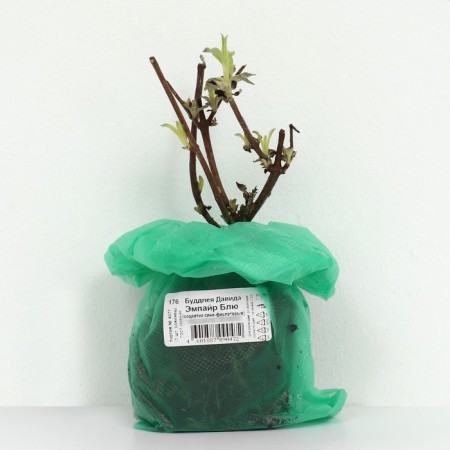Buddlaya David "Empire Blue", 1 pc, tube, spring 2025-2