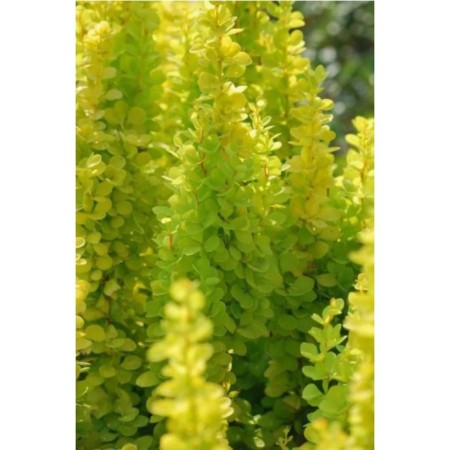 Barberis Tunberg Golden Toch, Pot C2, 1 pc, Summer 2024