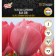 Tulip Darwinov van Ayk, rr 11/12, 5 pcs, autumn 2024