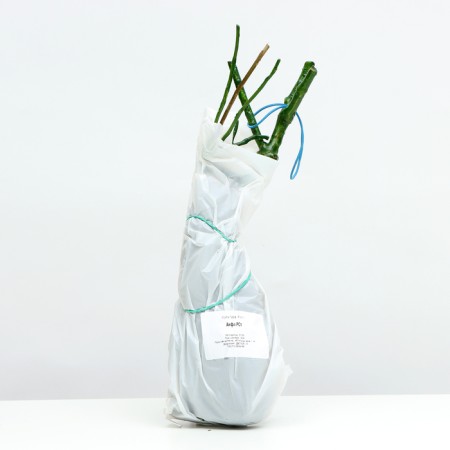 Rosa AiFa, Spring 2024, 1 pc.-3