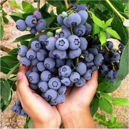 Blueberries tall concord, C5 pot, 1 pc, summer 2024