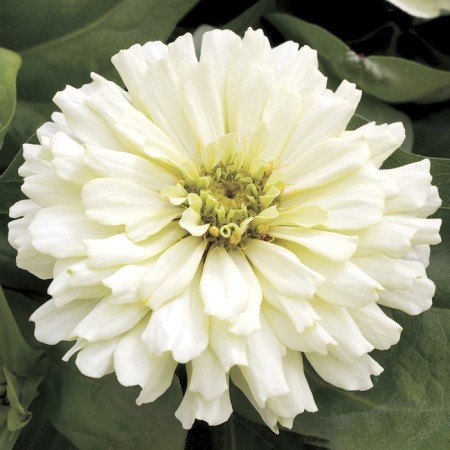 Cinnia Cleopatra seeds, F1 white,