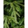Artificial spruce Green Trees "Forest", premium, 240 cm