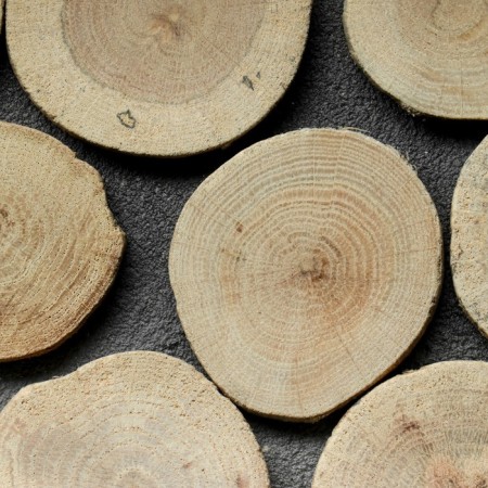 Saw a tree "oak", round, d = 4-7 cm, h = 5 mm-2