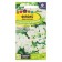 Flocus seeds Flox "Beauty in White", Drummond, Sem. Alt, c/p, 0.1 g