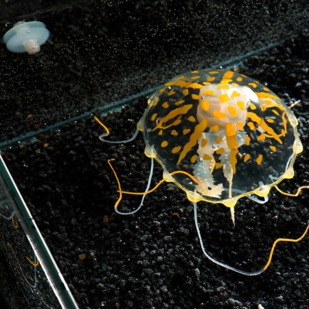 Decor for the Aquarium "Medusa" Silicone, with a neon effect, 10 x 10 x 20.5 cm, orange-4