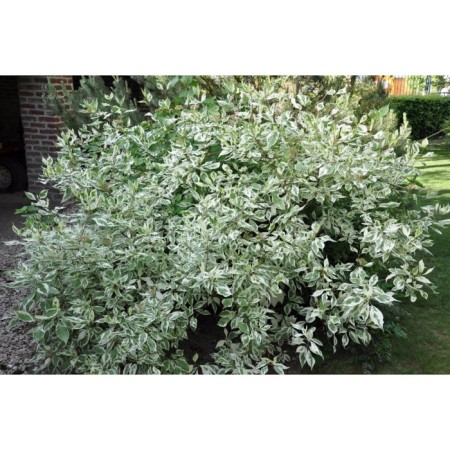 Deren White Argentheomarginate, C5 pot, 1 pc, summer 2024