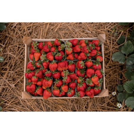 Strawberry Gardener Marmolad, P9 Pot, Summer 2024-1