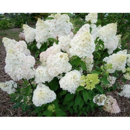 Hydrangea blizzard diamondino, C3 pot, 1 pc, summer 2024