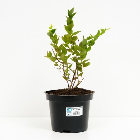 Blueberries tall Polaris, C2 pot, H20-40 Height, 1 pc, summer 2024-1
