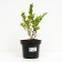 Blueberries tall Polaris, C2 pot, H20-40 Height, 1 pc, summer 2024