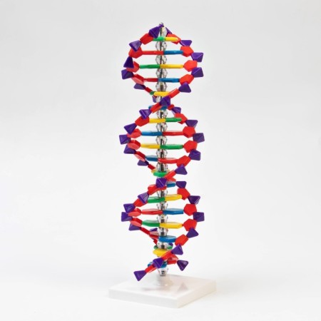 Layout "Building of the DNA molecule", 45cm-2