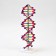 Layout "Building of the DNA molecule", 45cm