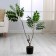 Artificial tree "acacia" in a pot, 86 cm