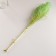 Set of dried flowers "Miscantus", banch 3-5 pcs, length 60 (+/- 6 cm), green