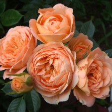 Seedling rose 