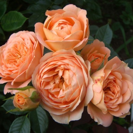 Seedling rose "Svit Dream", tube, spring 2025