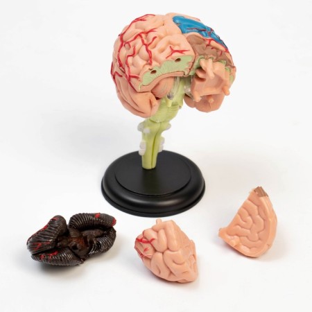 Model "Human Brain" collapsible, 10*10 cm-2