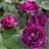 Rose Floribunda Mr., C3.5 pot, H25-45, 1 pc, summer 2024