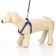 Set "braid", fluorescent, leash 115 x 1 cm, og 32-48 x 1.5 cm, blue