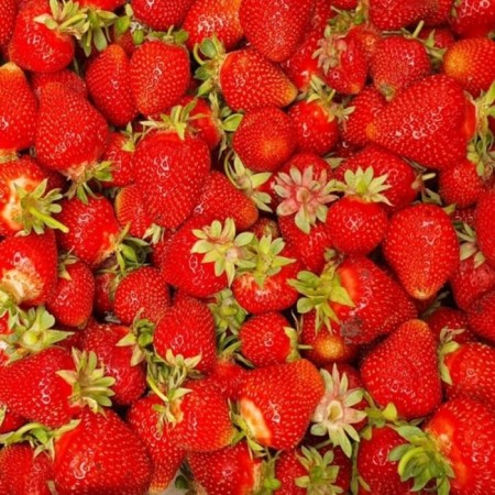 Strawberry seedlings of Frigi Dali (Dahli) a (9-15 mm), 5 pcs