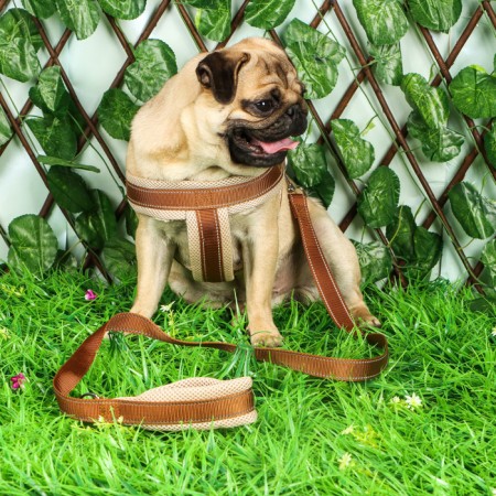 The ammunition set is soft, reflective, leash 120 x 2 cm, Osh 46-69 cm, brown-11
