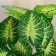 Artificial tree "Alocasia mothers" 75 cm
