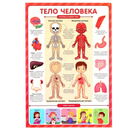 Training posters. Knowledge for preschoolers-5