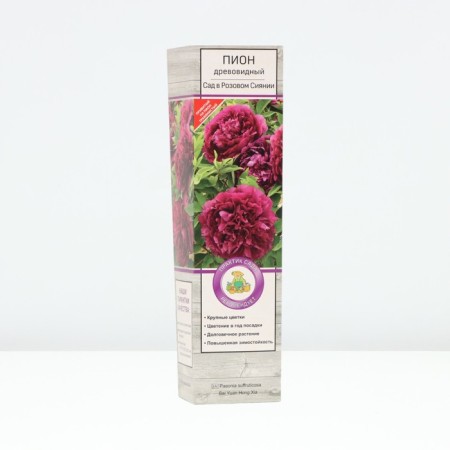 Pion tree "Garden in pink radiance", tube, 1 pc, spring 2025