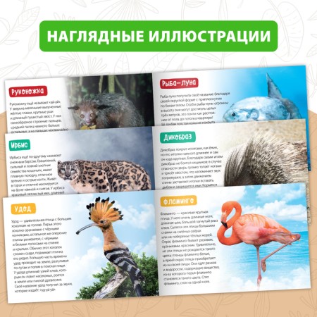Teaching books Set "Amazing World" 6 pcs. 20 p.-3