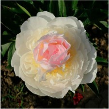 PION Milk -flowered blache Queen, C3 pot, 1 pc, summer 2024