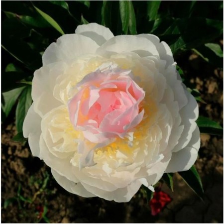 PION Milk -flowered blache Queen, C3 pot, 1 pc, summer 2024