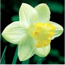 Narcissus Tubular pistachio pistachio, 12/14 rr, 5 pcs, 45 h (cm), autumn 2024