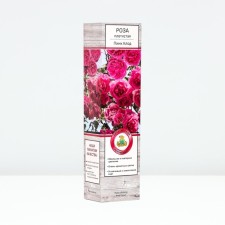 Seedling rose Plesy 