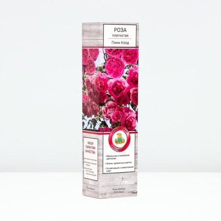 Seedling rose Plesy "Pink Claude", tube, 1 pc, spring 2025
