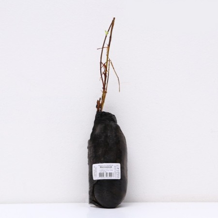 Edible honeysuckle (Northern Garden series) "Desired", 1 pc, tube, spring 2025-2