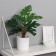 Bonsai in the pot of Monster Own 29x10 cm, green