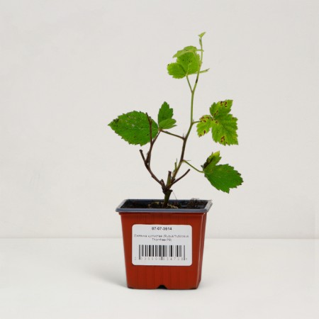 Blackberry seedlings Busty "Thornfree", P9 pot, summer 2024-2