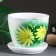 Flower Gerbera Pot green 1 liter
