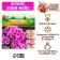 Flox "Baby Feis" rr I, 2 pcs,