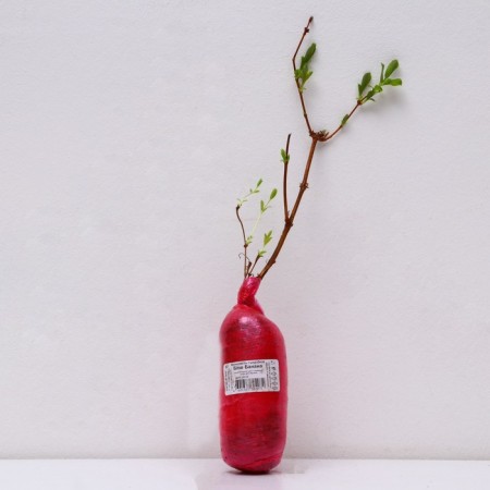 Honeysuckle edible suite "Blue Banana", 1 pc, tube, spring 2025-2