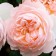CENTIPHOL ROSE CENTIPHOL "GANEYDED", 1 pc, spring 2024