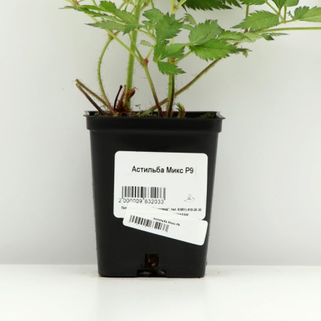 Astilba mix, P9 pot, 1 pc, spring 2024-3