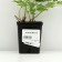 Astilba mix, P9 pot, 1 pc, spring 2024