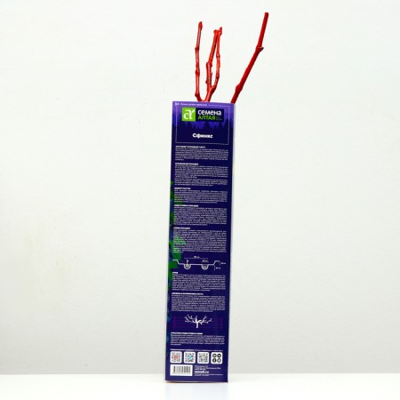 Sphinx grape seedling, 1 pc, spring 2024-2