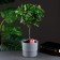 Soil irrigator for home flowers and garden "Tulip" Kungur ceramics, 30ml, 5cm, mix