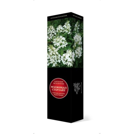 Hydrangea blizzard luxury "Magical Starlight", 1 pc, tube, spring 2025