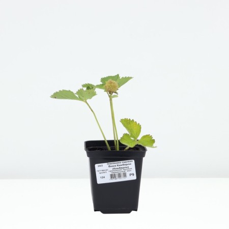 Strawberries Garden Vima Kimberly (Kimberly), P9 pot, 1 pc, summer 2024-2